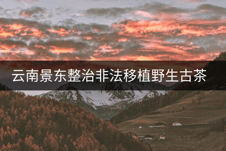 云南景東整治非法移植野生古茶樹行為 云南景東整治非法移植野生古茶樹行為