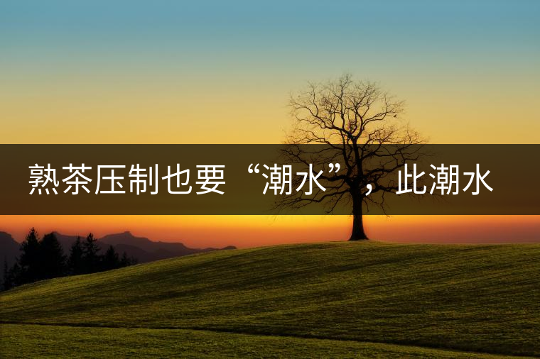 熟茶壓制也要“潮水”，此潮水的目的是什么？
