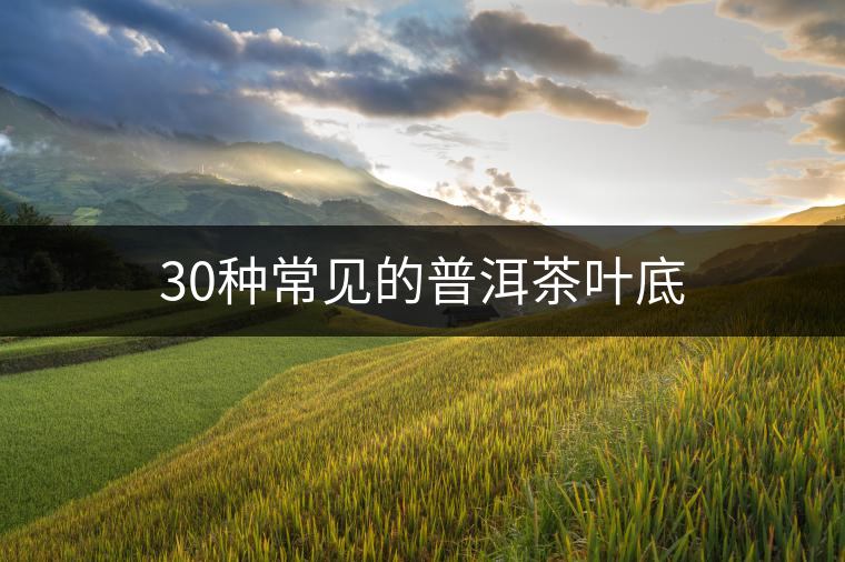 30種常見的普洱茶葉底 30種常見的普洱茶葉底