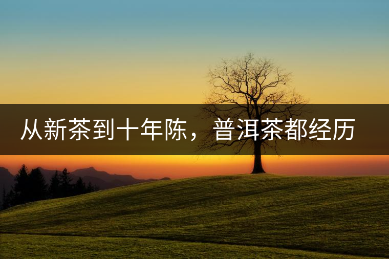 從新茶到十年陳，普洱茶都經(jīng)歷了什么？