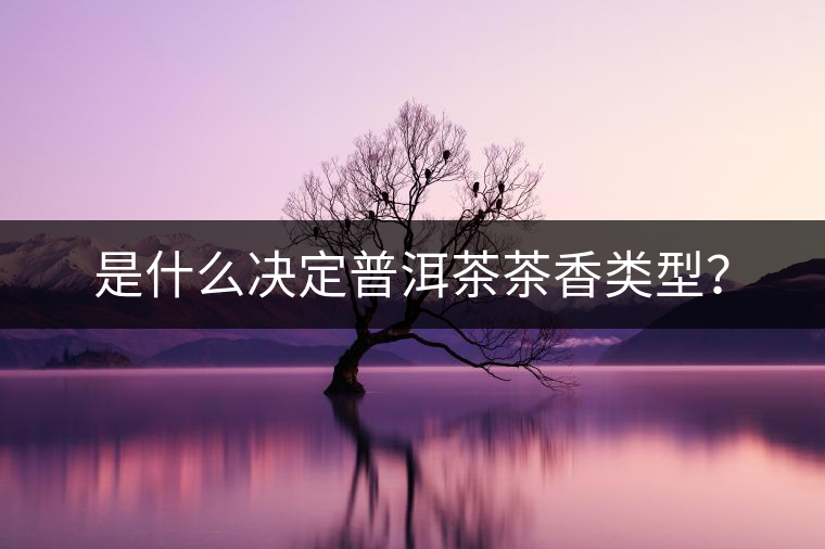 是什么決定普洱茶茶香類型？