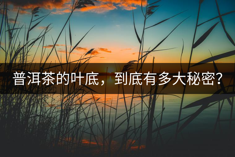普洱茶的葉底，到底有多大秘密？