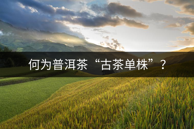 何為普洱茶“古茶單株”？