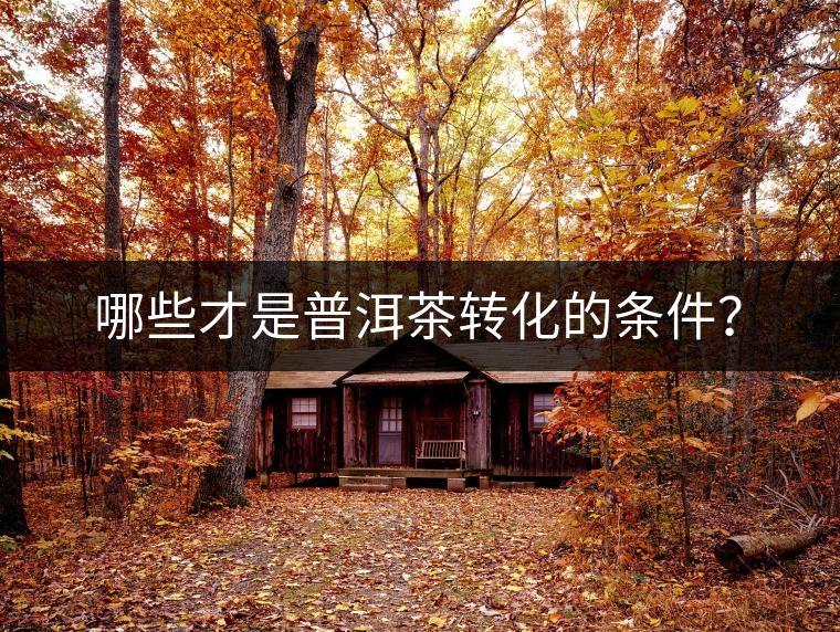 哪些才是普洱茶轉化的條件？