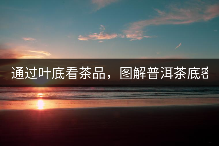 通過(guò)葉底看茶品，圖解普洱茶底密碼！