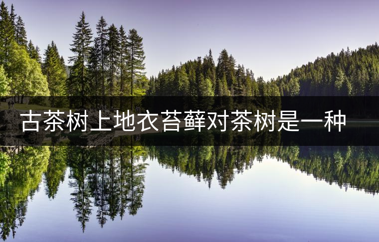 古茶樹上地衣苔蘚對(duì)茶樹是一種傷害 古茶樹上地衣苔蘚對(duì)茶樹是一種傷害
