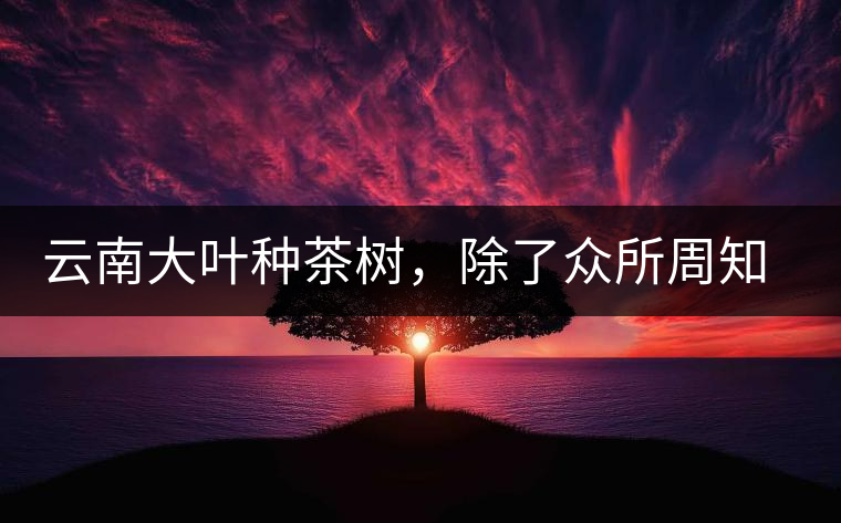 云南大葉種茶樹，除了眾所周知的“勐庫(kù)種”“勐海種”以外，還有那些品質(zhì)獨(dú)特的品種呢