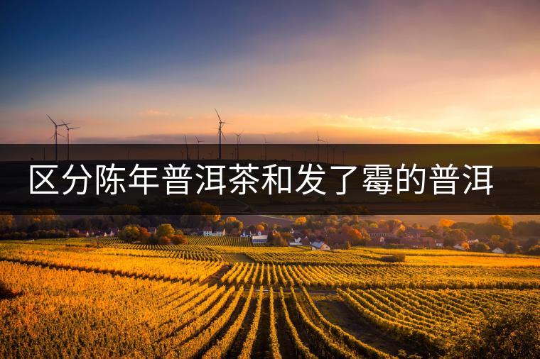 區(qū)分陳年普洱茶和發(fā)了霉的普洱有什么不同？