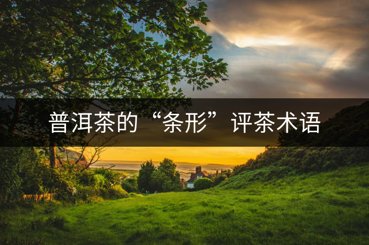 普洱茶的“條形”評(píng)茶術(shù)語