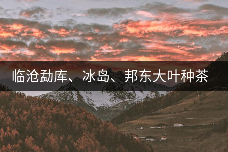 臨滄勐庫(kù)、冰島、邦東大葉種茶的解析
