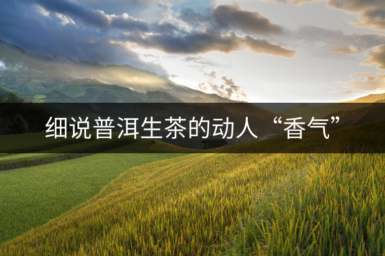 細(xì)說(shuō)普洱生茶的動(dòng)人“香氣” 細(xì)說(shuō)普洱生茶的動(dòng)人“香氣”