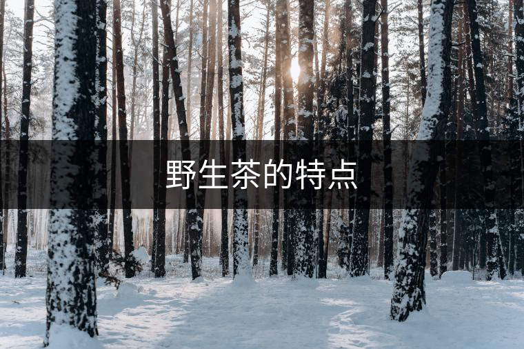 野生茶的特點(diǎn) 野生茶的特點(diǎn)