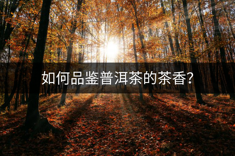 如何品鑒普洱茶的茶香？