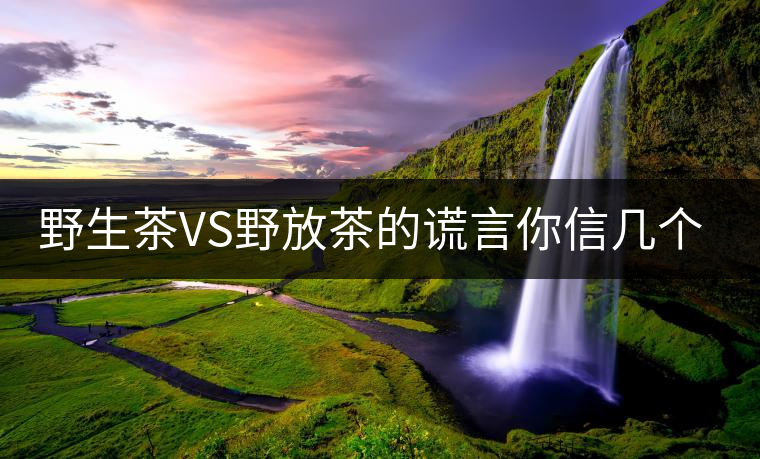 野生茶VS野放茶的謊言你信幾個(gè)？