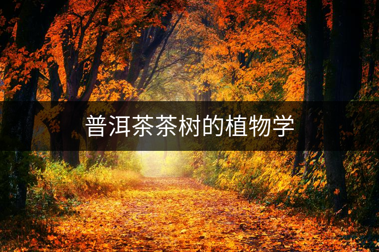 普洱茶茶樹(shù)的植物學(xué)