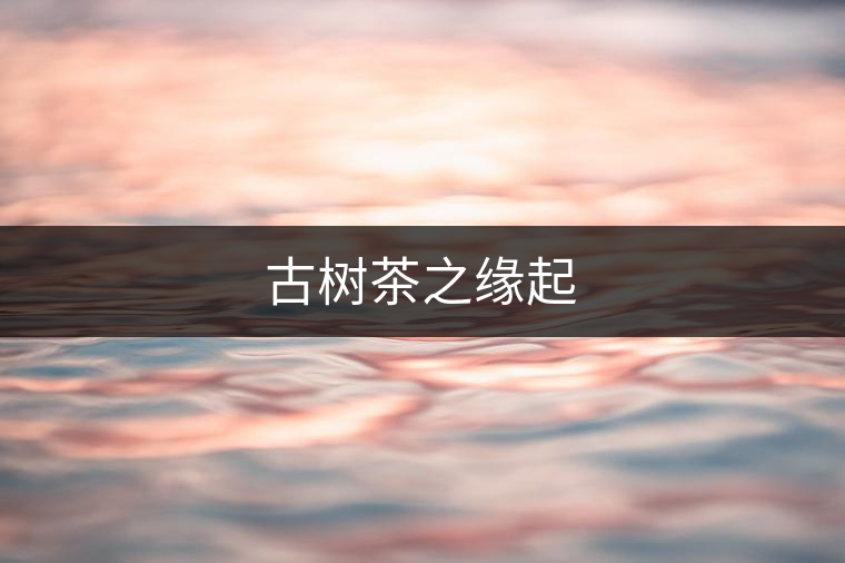 古樹茶之緣起 古樹茶之緣起