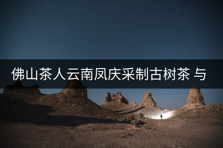 佛山茶人云南鳳慶采制古樹茶 與天地古人對話 佛山茶人云南鳳慶采制古樹茶 與天地古人對話