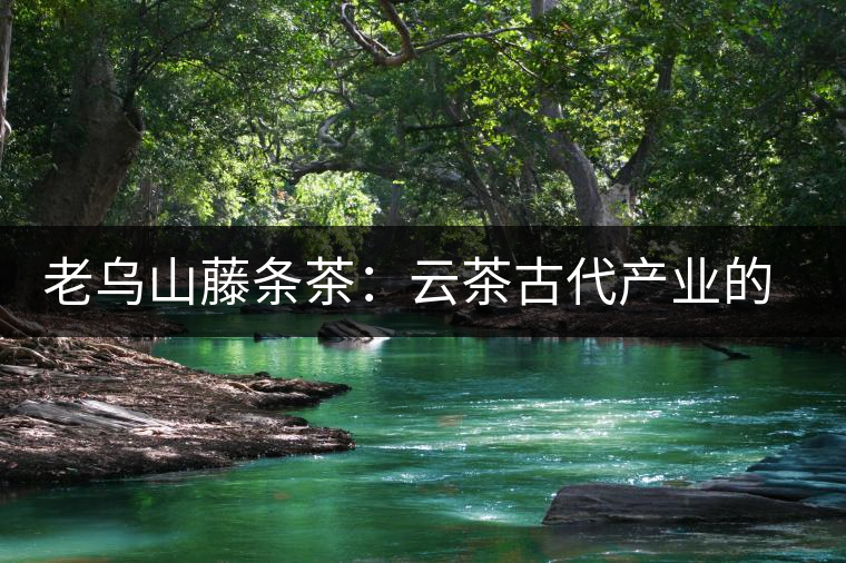 老烏山藤條茶：云茶古代產(chǎn)業(yè)的活見(jiàn)證（3）傳統(tǒng)種植成就了普洱古茶樹(shù)