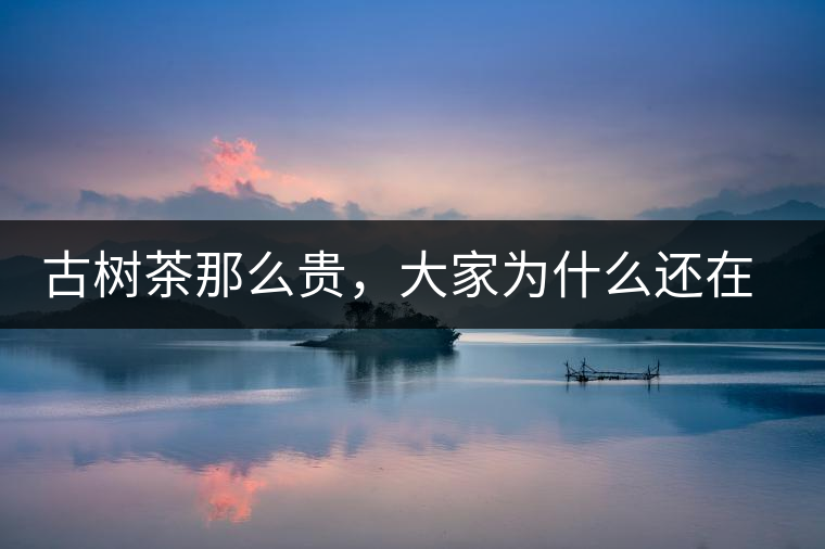 古樹(shù)茶那么貴，大家為什么還在瘋狂追求？