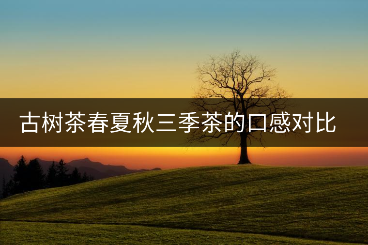 古樹茶春夏秋三季茶的口感對(duì)比，尤其是回甘方面有什么不同？