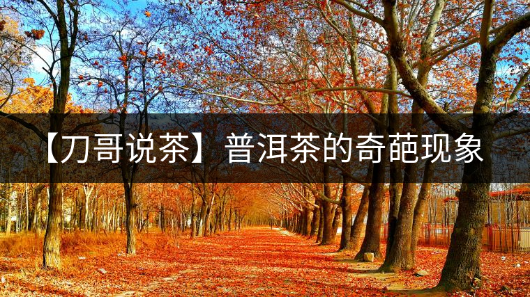 【刀哥說茶】普洱茶的奇葩現(xiàn)象之——新茶比老茶貴！