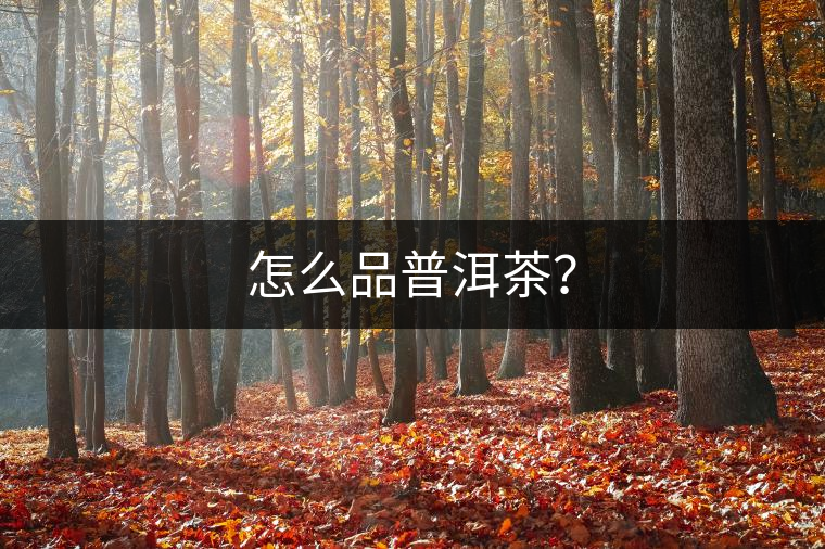 怎么品普洱茶？
