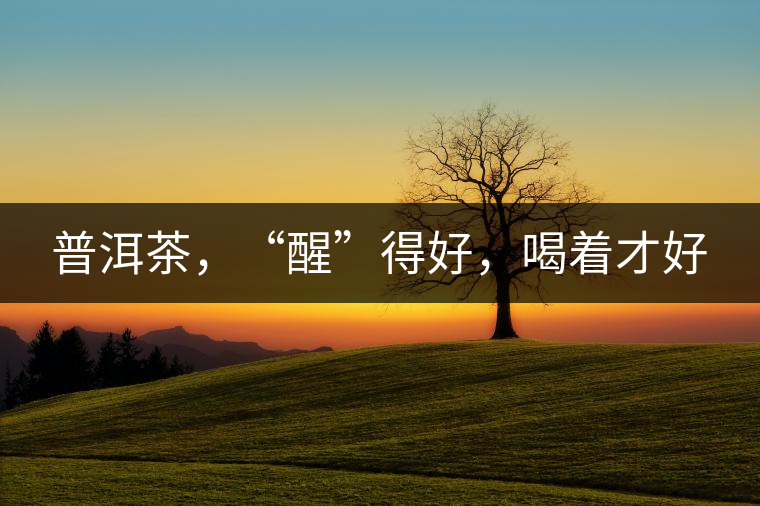 普洱茶，“醒”得好，喝著才好