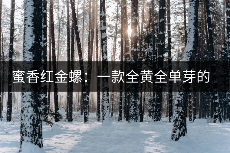 蜜香紅金螺：一款全黃全單芽的滇紅茶