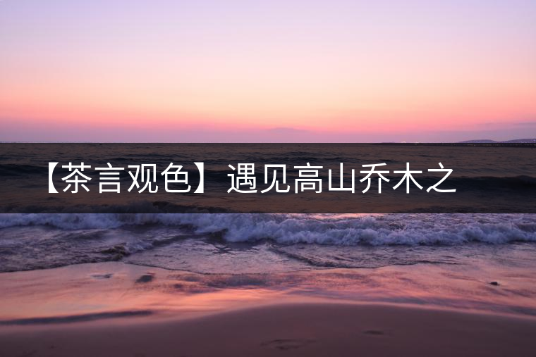 【茶言觀色】遇見(jiàn)高山喬木之美 【茶言觀色】遇見(jiàn)高山喬木之美