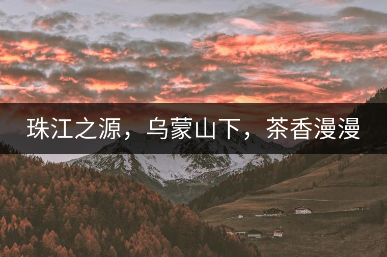 珠江之源，烏蒙山下，茶香漫漫