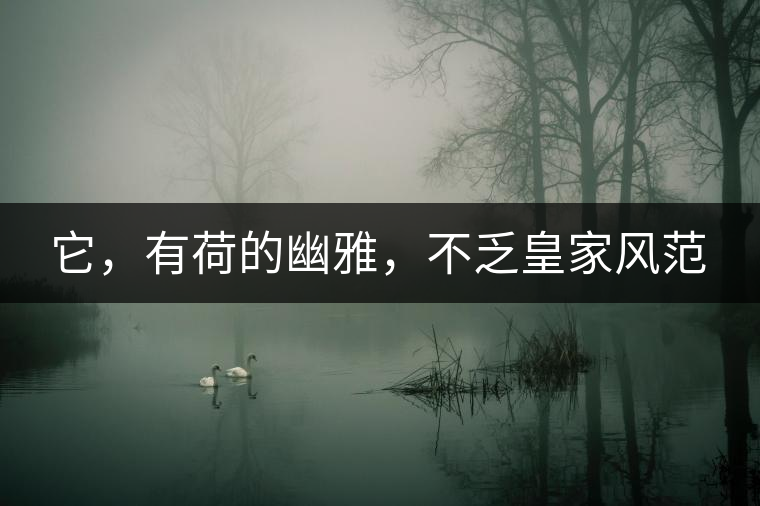 它，有荷的幽雅，不乏皇家風(fēng)范