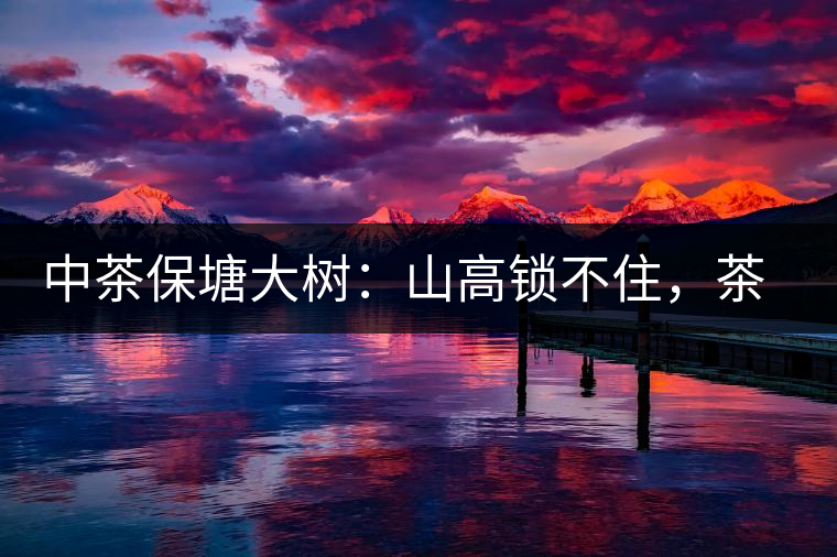 中茶保塘大樹：山高鎖不住，茶好名自傳