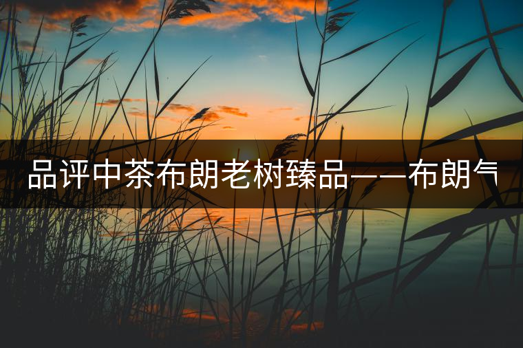 品評(píng)中茶布朗老樹臻品——布朗氣韻 濃強(qiáng)回甘 品評(píng)中茶布朗老樹臻品——布朗氣韻 濃強(qiáng)回甘