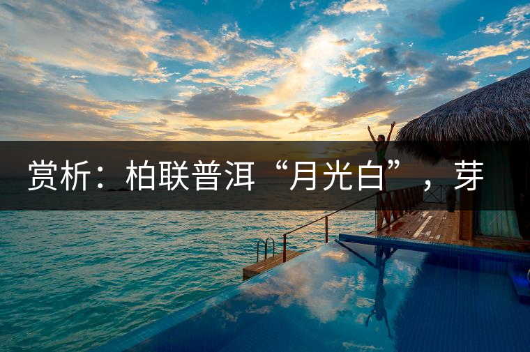 賞析：柏聯(lián)普洱“月光白”，芽白葉黑香甜四溢