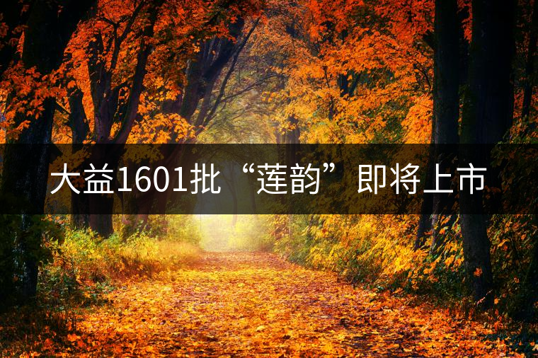 大益1601批“蓮韻”即將上市 大益1601批“蓮韻”即將上市