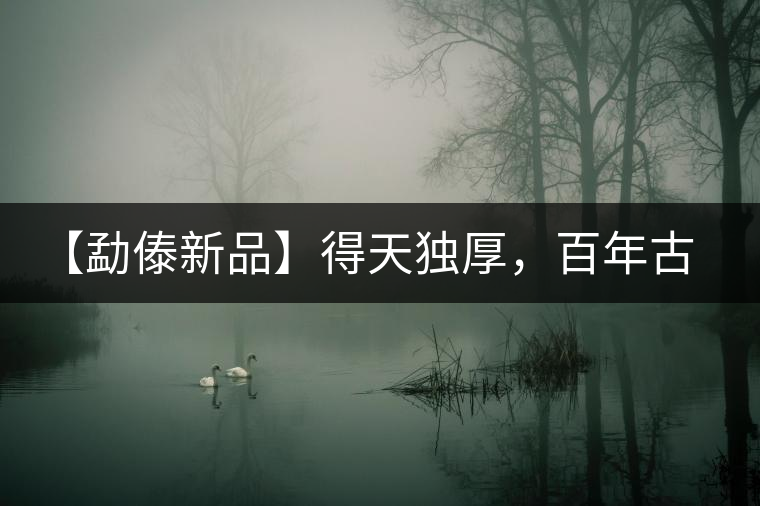 【勐傣新品】得天獨厚，百年古樹——磨烈古樹