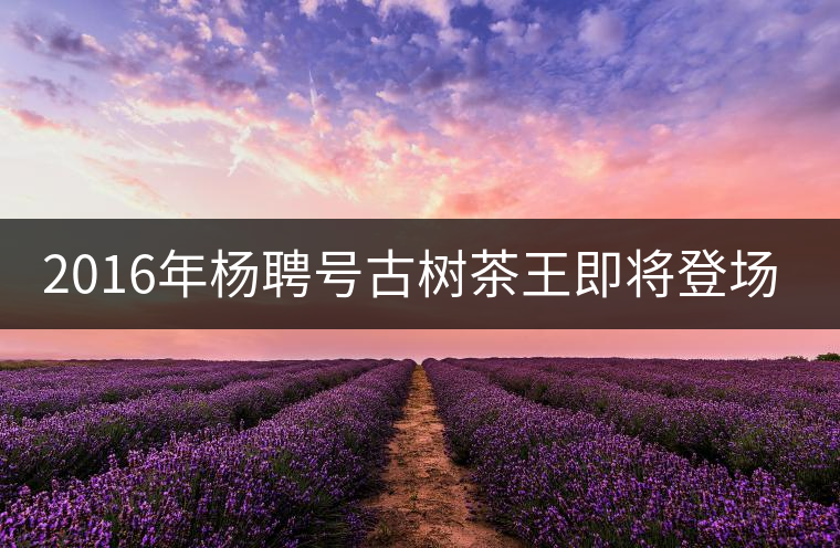 2016年楊聘號古樹茶王即將登場！