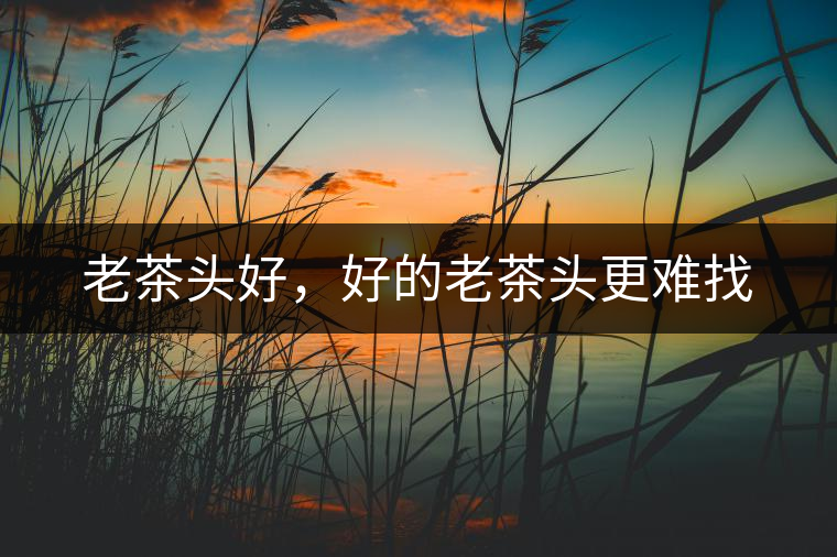 老茶頭好，好的老茶頭更難找