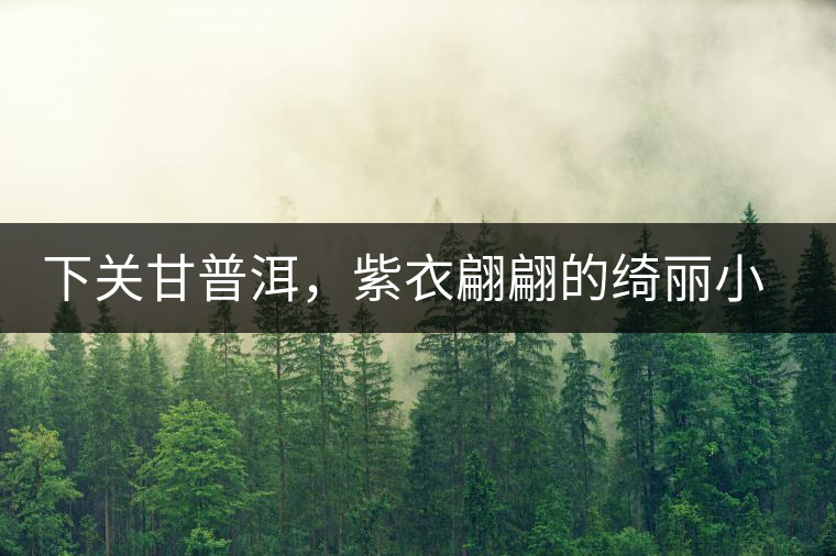 下關(guān)甘普洱，紫衣翩翩的綺麗小餅