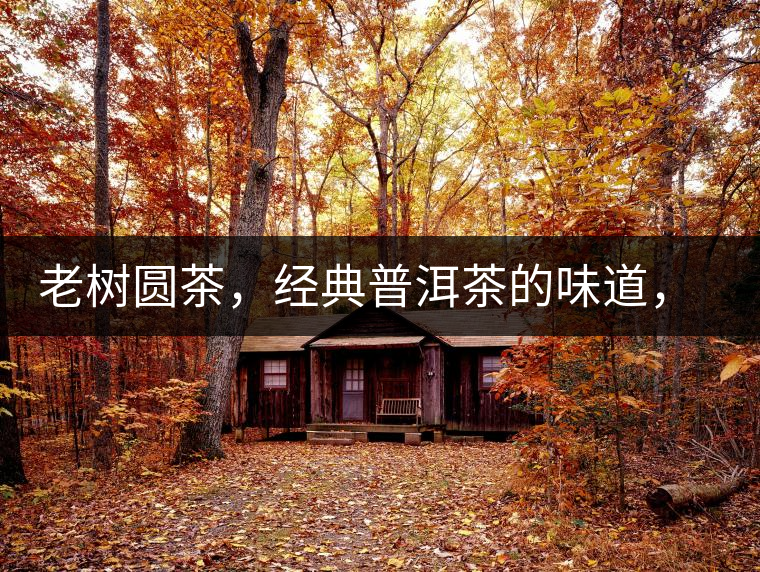 老樹圓茶，經(jīng)典普洱茶的味道，即將上市