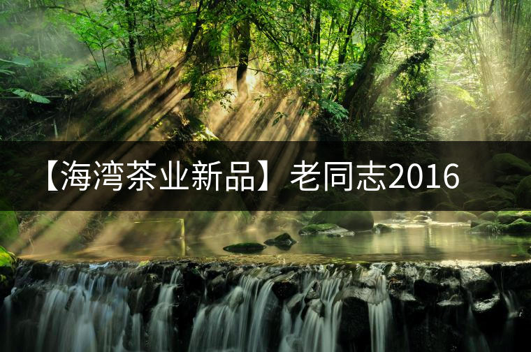 【海灣茶業(yè)新品】老同志2016年賀開古樹 【海灣茶業(yè)新品】老同志2016年賀開古樹