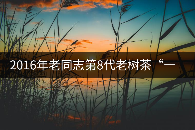 2016年老同志第8代老樹茶“一號(hào)熟”即將上市