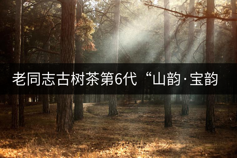 老同志古樹茶第6代“山韻·寶韻”即將上市！