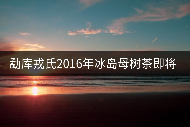 勐庫(kù)戎氏2016年冰島母樹茶即將上市 勐庫(kù)戎氏2016年冰島母樹茶即將上市