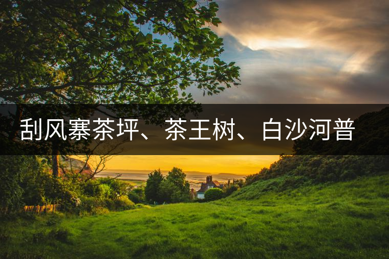 刮風(fēng)寨茶坪、茶王樹、白沙河普洱茶怎么樣