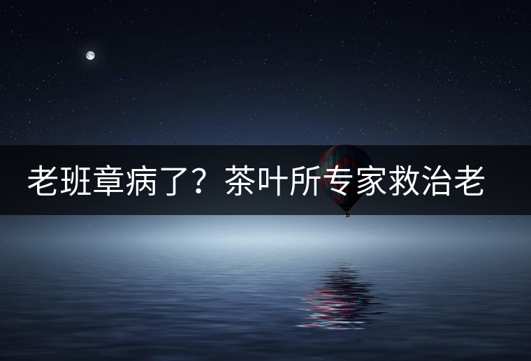 老班章病了？茶葉所專家救治老班章古茶樹