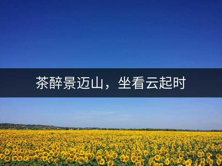 茶醉景邁山，坐看云起時(shí)