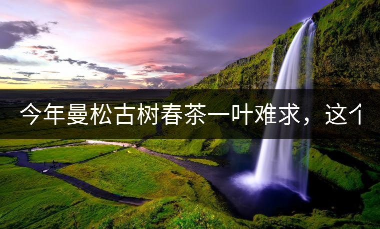 今年曼松古樹(shù)春茶一葉難求，這個(gè)鍋真不該茶商背!