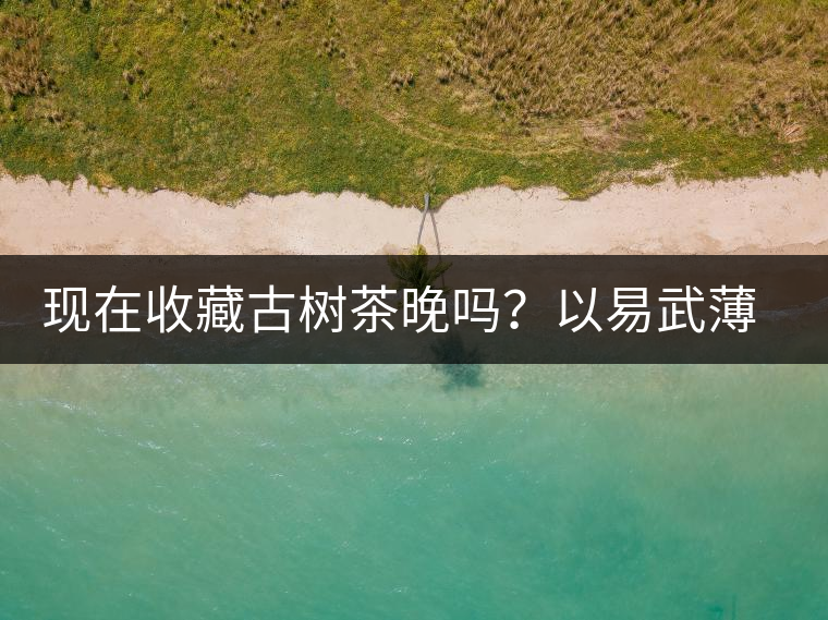 現(xiàn)在收藏古樹茶晚嗎？以易武薄荷塘古樹茶為例
