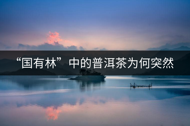 “國(guó)有林”中的普洱茶為何突然受追捧？